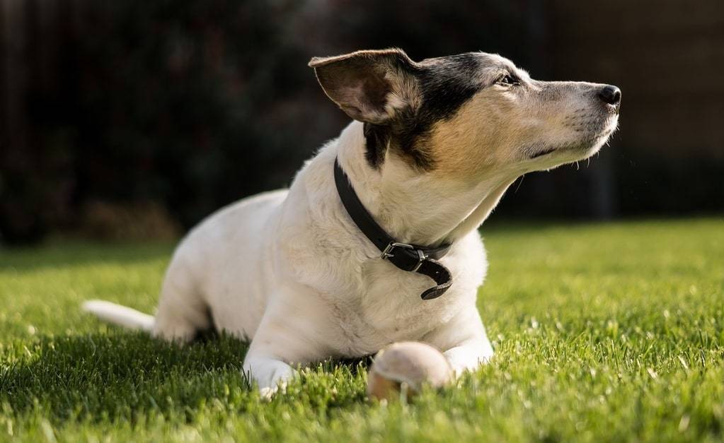 Quels sont les traits caractéristiques du Jack Russell Terrier ?