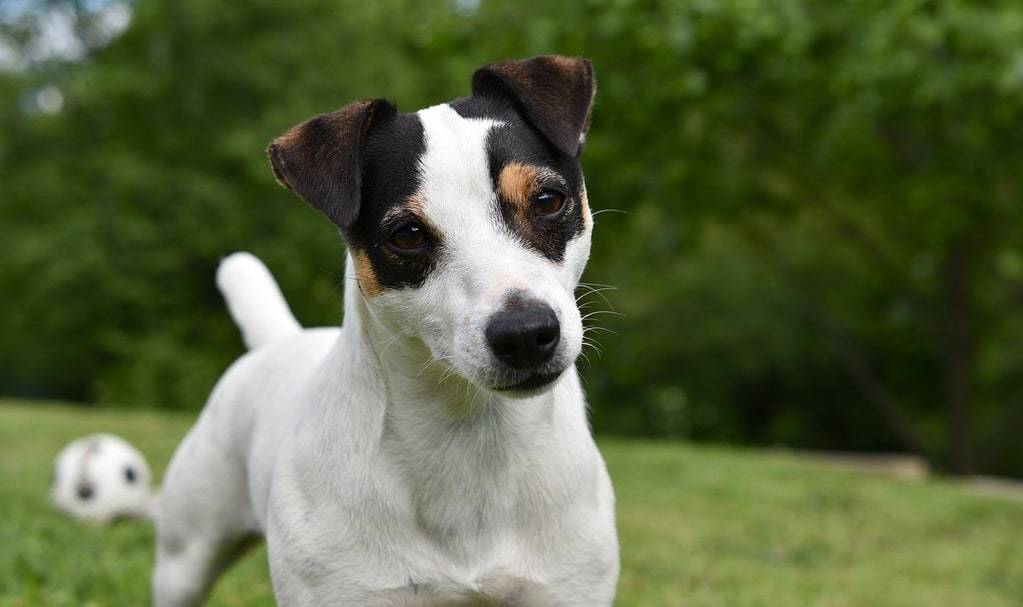 Comment dresser un Jack Russell Terrier ?
