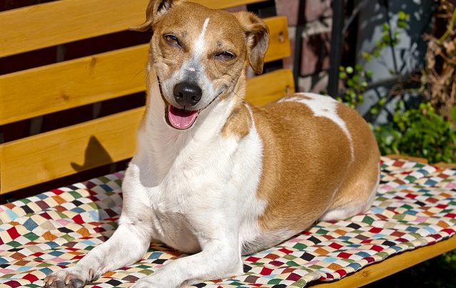 Les bienfaits de la pomme sur les chiens 