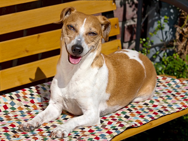 Les bienfaits de la pomme sur les chiens