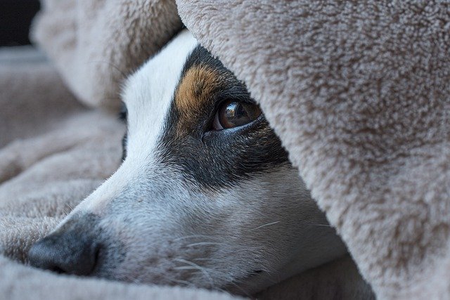 jack russel noir et blanc sous une serviette